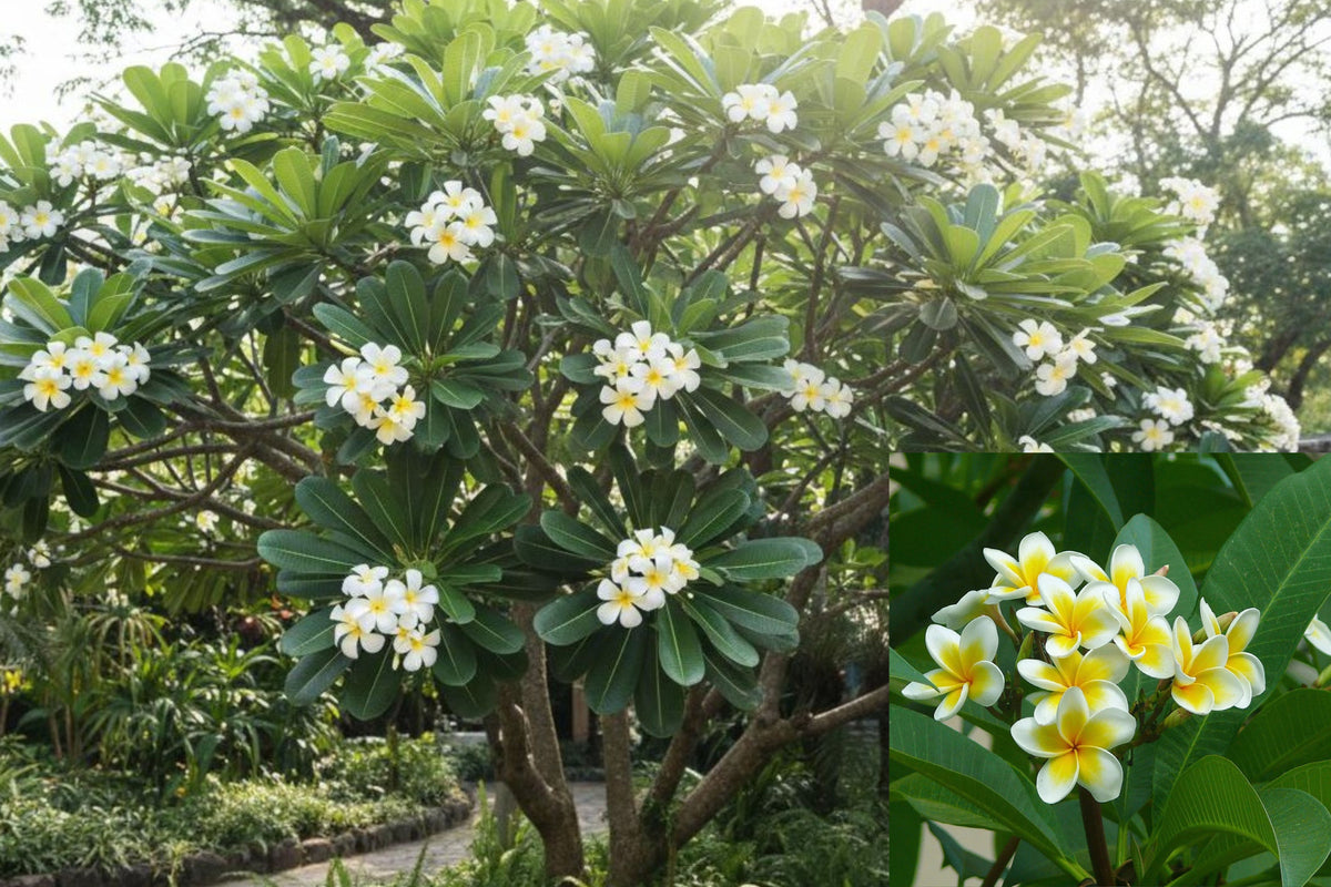 Moililli Gold Plumeria Cutting, 12 Inch Hawaiian Frangipani Plant, Tropical Flowering Tree Propagation Starter