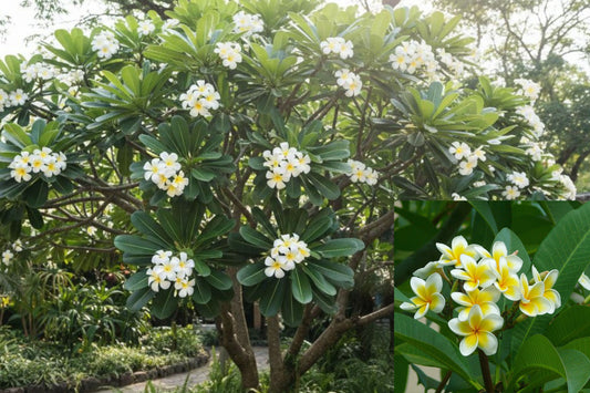 Moililli Gold Plumeria Cutting, 12 Inch Hawaiian Frangipani Plant, Tropical Flowering Tree Propagation Starter