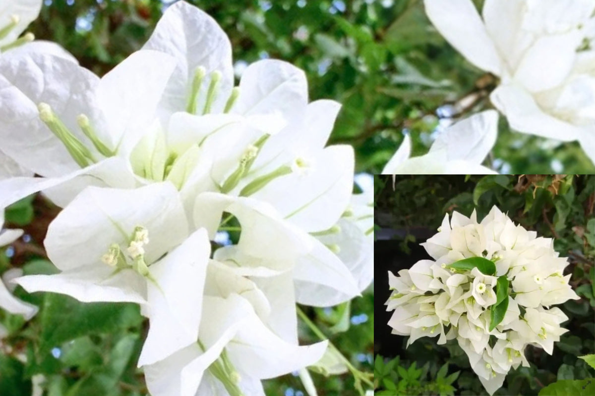White Bougainvillea Live Plant in 4-Inch Pot – Bougainvillea sp.