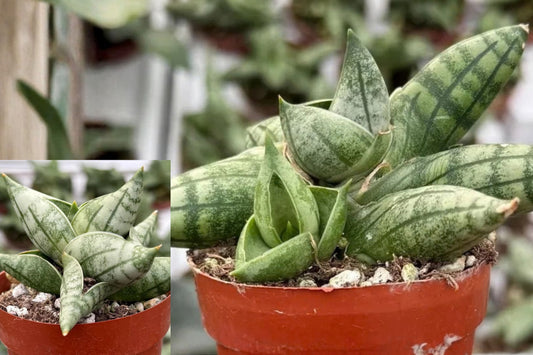 Sansevieria Bonji Live Plant – Snake Plant – 2.5 Inch Pot
