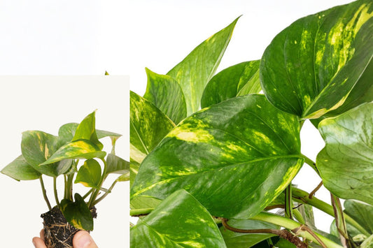 Golden Pothos Live Plant, Rooted Indoor Houseplant Starter, 4–8 Inch Easy Care Pothos, No Pot Included