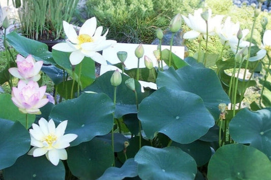 Green Maiden Lotus Tuber, Hardy Nelumbo Pond Plant, Live Water Garden Tuber, End of Season Planting Stock