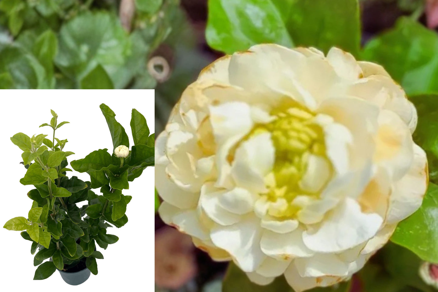 Grand Duke of Tuscany Jasmine 2 Live Plants – 3–5 Inch Fragrant Flowering