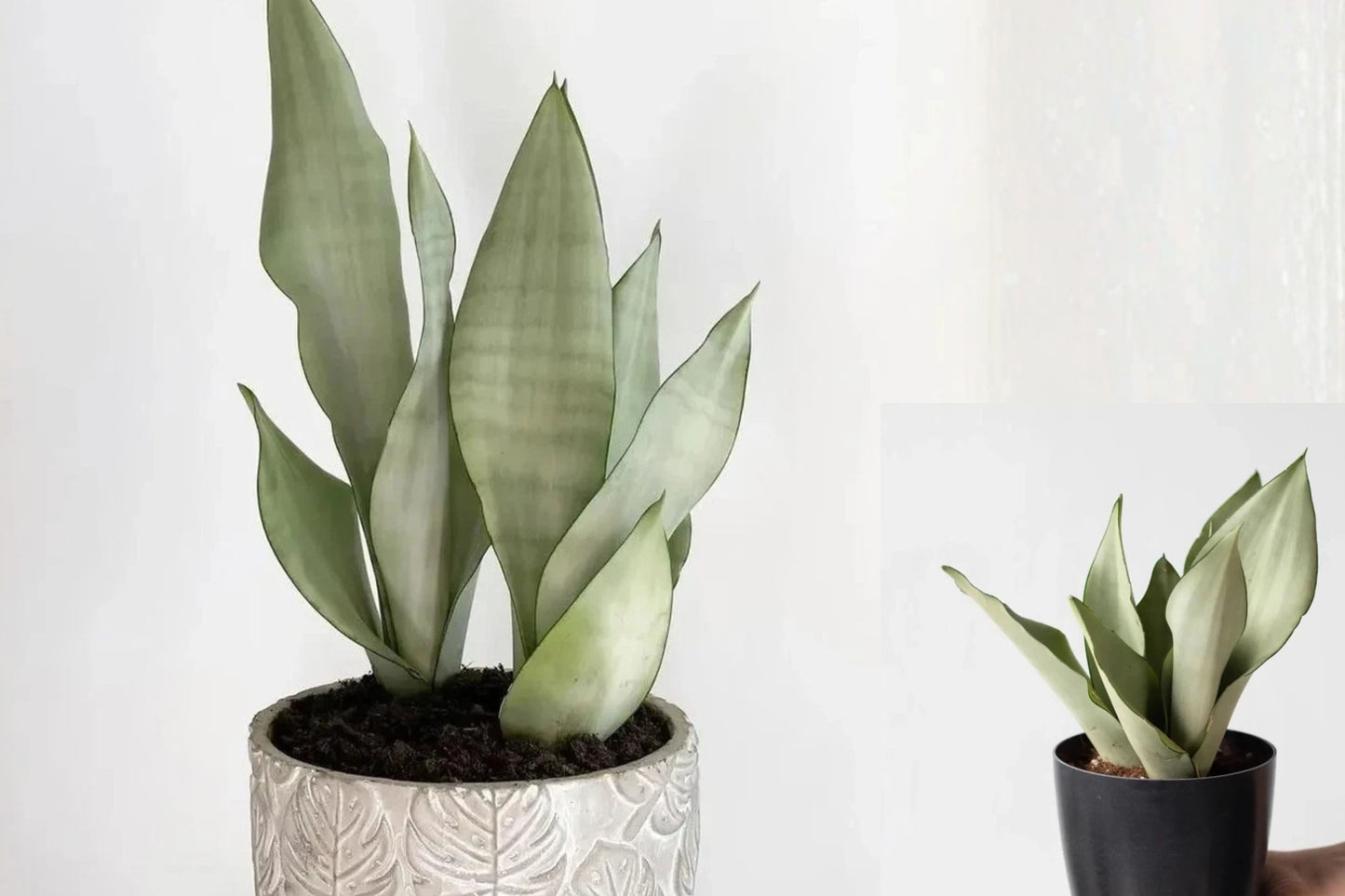 Moonshine Snake Plant Live Houseplant – 6-Inch Pot – Sansevieria trifasciata ‘Moonshine’