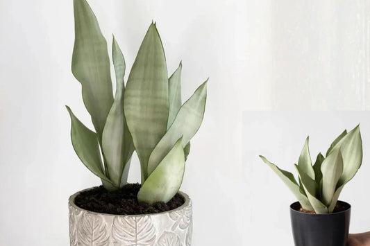 Moonshine Snake Plant Live Houseplant – 6-Inch Pot – Sansevieria trifasciata ‘Moonshine’