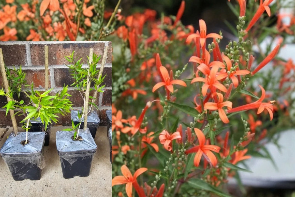 Magilla Perilla Live Plants – 2 Starter Plugs – Perilla – Burgundy Foliage