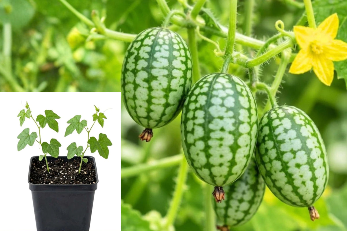Live Cucamelon Plant, 2 Starter Plants in 4 Inch Pot, Mexican Sour Gherkin Vine, Edible Garden Plant, Climbing Container Vine