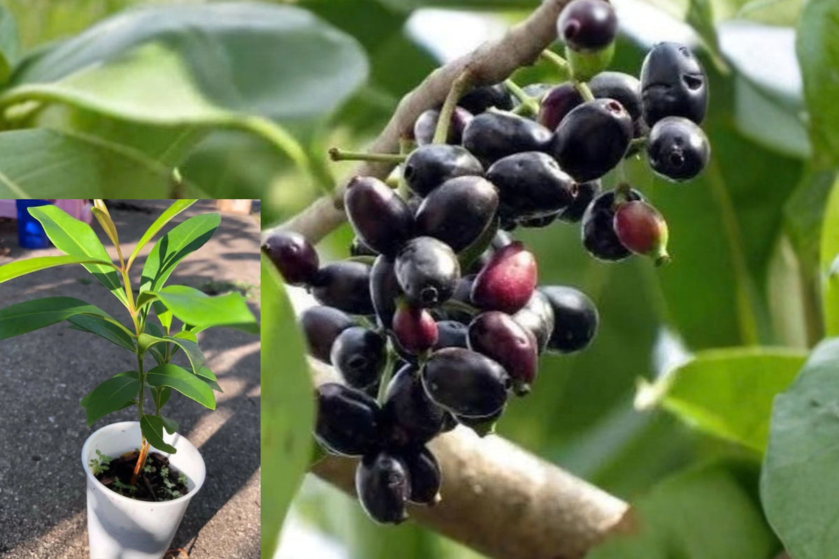 Black Java Plum Live Fruit Tree – 1 Plant – 6–10 Inches – Syzygium cumini