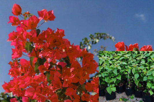 Red Pink Bougainvillea 2 Live Plants, 4–8 Inches Tall – Bougainvillea spp.
