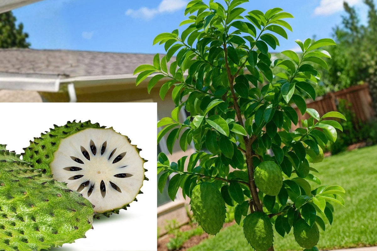 Soursop Guanabana Live Plant – 1 Seedling – 12" Tall – Annona