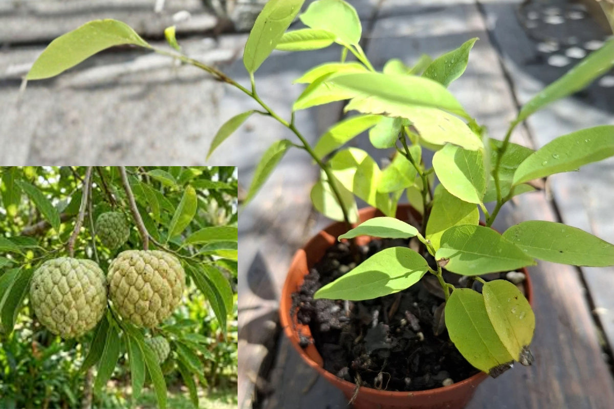 Sugar Apple Live Seedling 3.5" Pot – Annona Fruit Tree