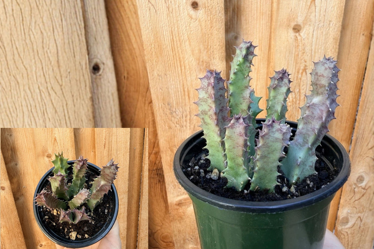 Huernia sudanensis Live Succulent Plant – 1 Plant – Huernia