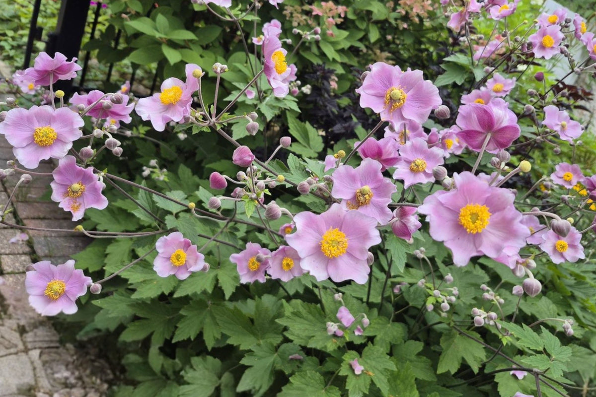 Pink Japanese Anemone Bare Root Plant, Hardy Fall Blooming Perennial, Japanese Windflower for Cottage and Shade Gardens