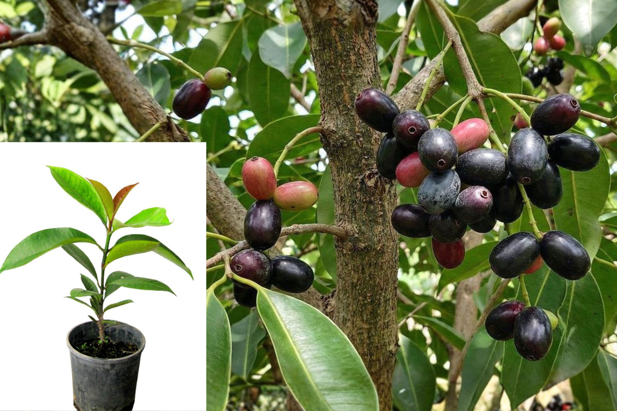 Java Plum Live Plant, Syzygium cumini Tropical Fruit Tree Starter, 4 Inch Nursery Pot, Evergreen Outdoor Garden Plant