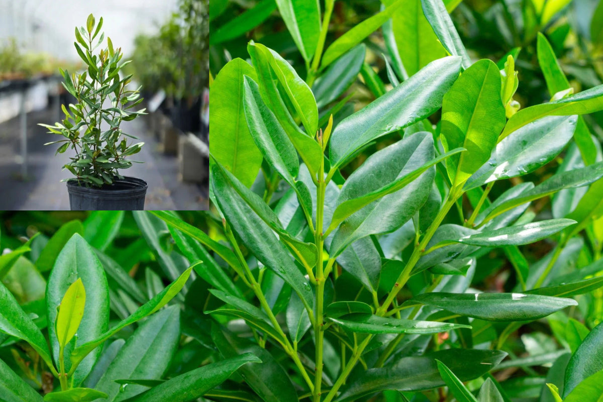 Bay Rum Tree Live Plant, Pimenta racemosa, Fragrant Tropical Evergreen, Potted Starter Tree for Patio or Garden