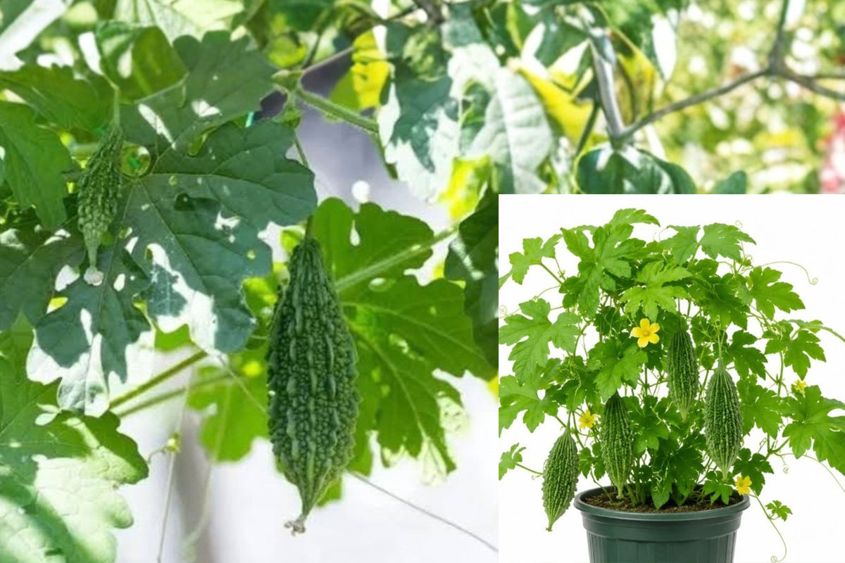 Bitter Gourd Live Plant – 4–6 Inches Tall in 4-Inch Pot