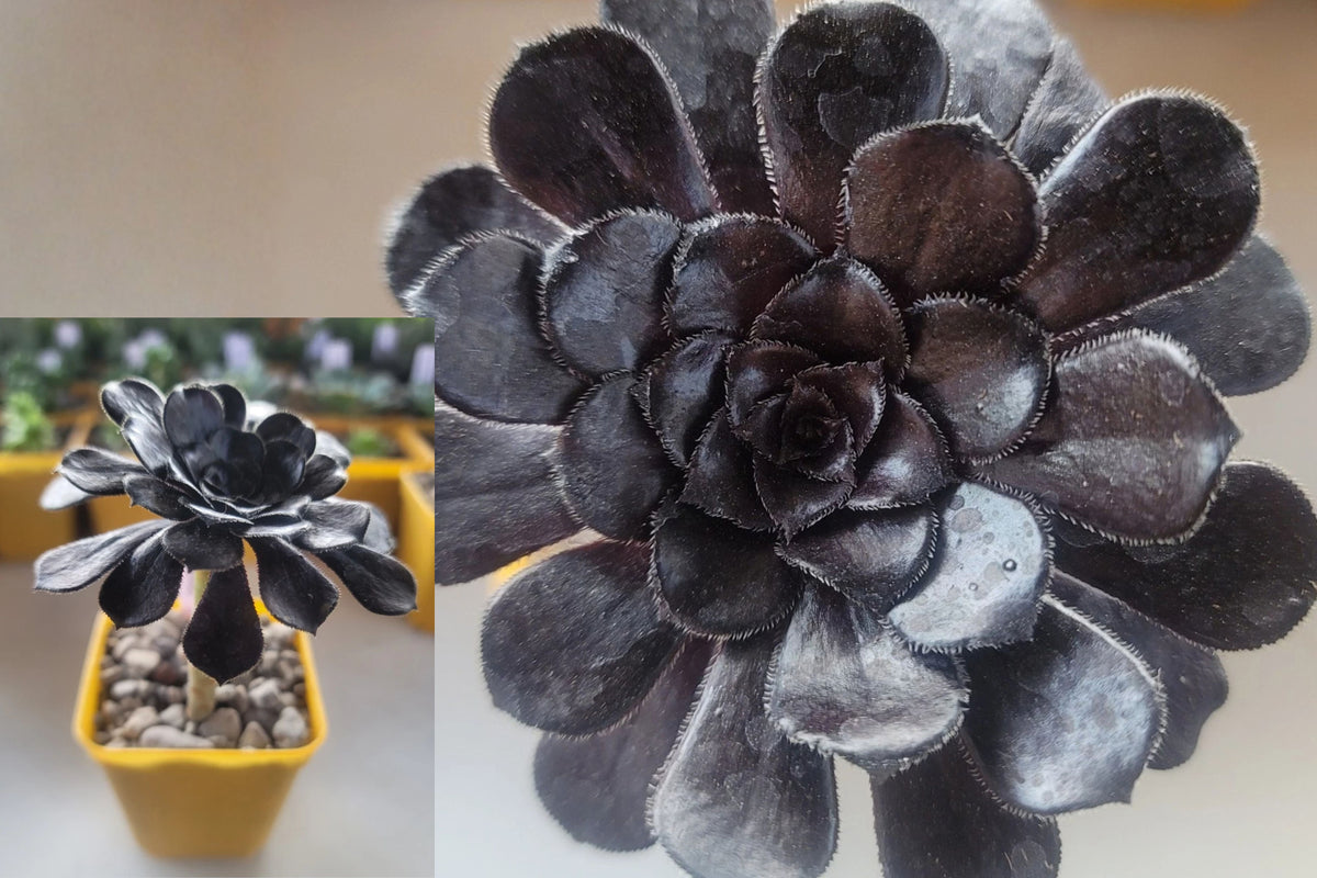 Black Rose Aeonium Live Rooted Plant – 1 in 3" Pot – Aeonium arboreum ‘Zwartkop’