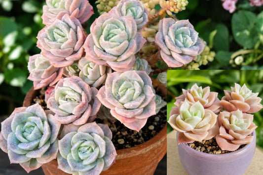 Graptoveria 'Lovely Rose' Live Succulent – 1-Head Rooted Plant – 1–2 Inches