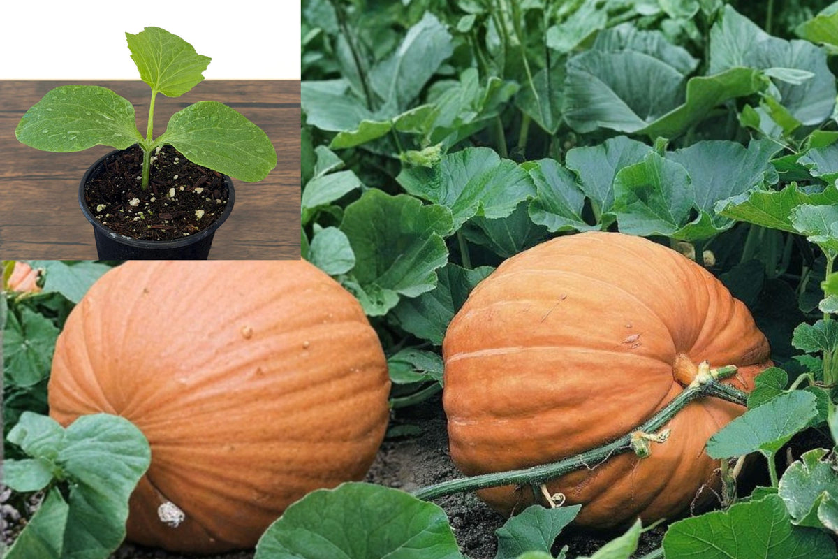 3 Big Max Pumpkin Live Plants, Organic Pumpkin Garden Starters, Outdoor Vining Vegetable Plants for Home Gardens