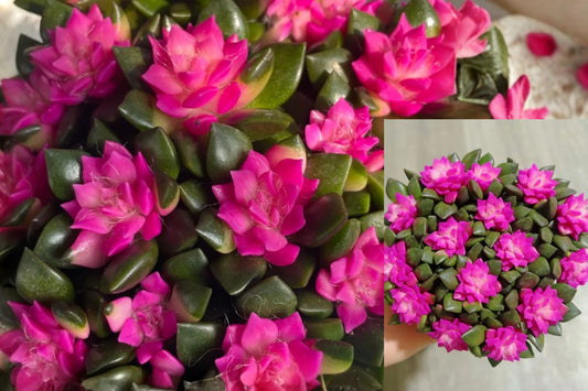 Sunrise Anacampseros Rufescens Variegata Live Succulent, Rooted Plant Starter, Variegated Foliage Houseplant for Indoor or Outdoor Decor