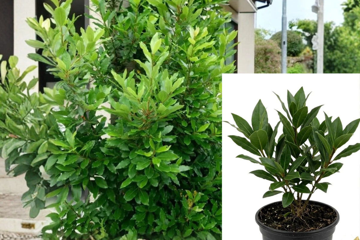 Sweet Bay Tree Live Plant, Bay Laurel Herb Starter, 7–9 Inch Bay Leaf Plant, Green Culinary Herb for Outdoor Gardens