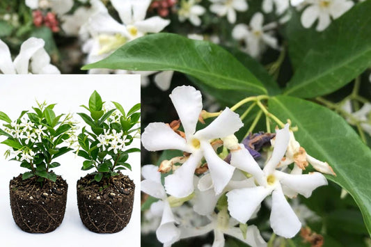 2 Star Jasmine Live Plants, Fragrant Climbing Vine, 5–7 Inch Flowering Plant Pair for Trellises