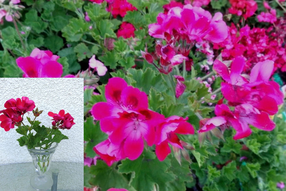 Pink & White Regal Geranium 2 Cuttings – 6 Inch Live Pelargonium Cuttings