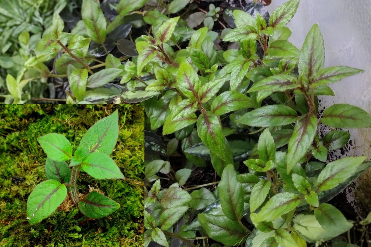 Paradrymonia badia 4 Cuttings – Terrarium Vivarium Live Plant