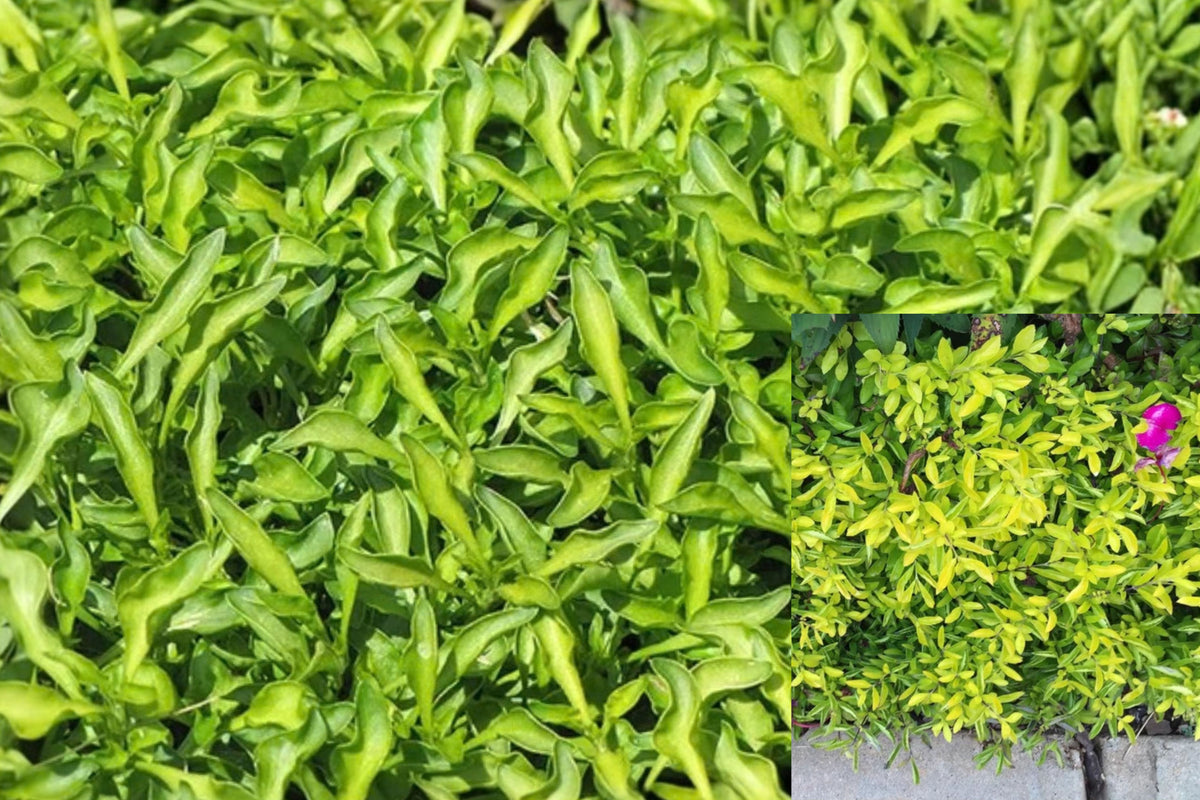 Chartreuse Alternanthera 2 Live Plants 4–6" Tall – Rooted with Soil