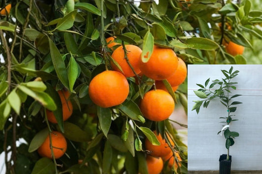 Washington Navel Orange Tree – 1 Grafted Live Plant – 3–4 Ft – Citrus sinensis