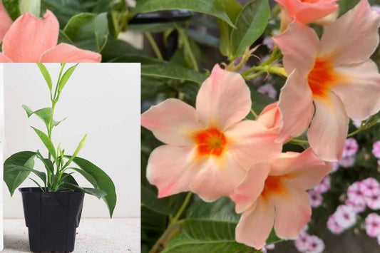 Peach Mandevilla Live Plant, 5–7 Inch Flowering Vine Starter, Climbing Garden Plant for Trellis and Patio