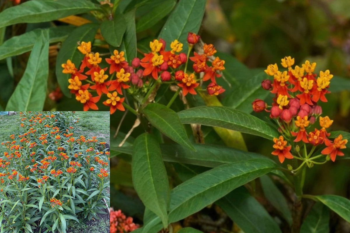 Tropical Milkweed Live Plant – 3–6 Inch Starter, No Pot – Asclepias curassavica
