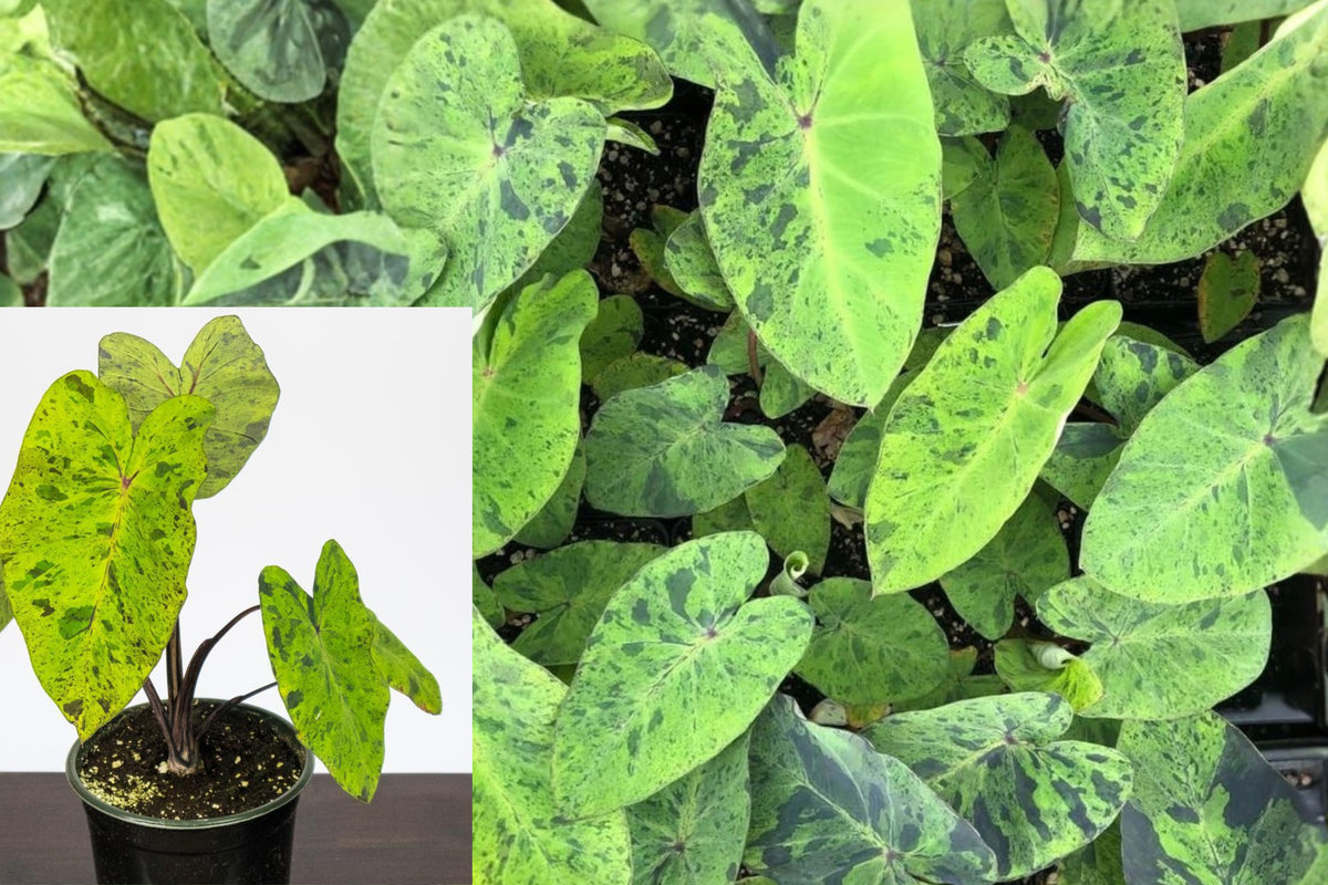 2 Mojito Colocasia Live Plants, 4–6 Inch Elephant Ear Seedlings, Tropical Foliage Plant for Indoor or Outdoor Gardens