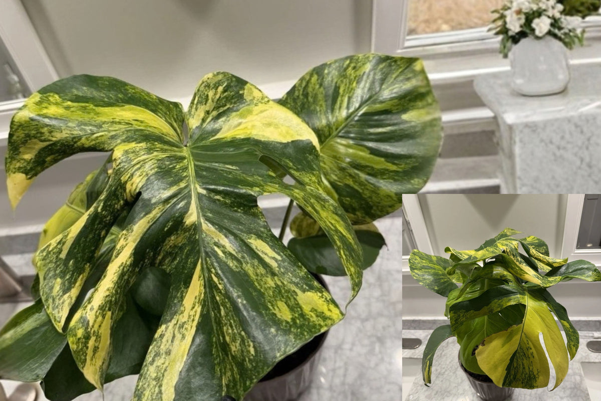 Monstera Marilyn Variegated Live Plant – Yellow & Green Aroid Houseplant