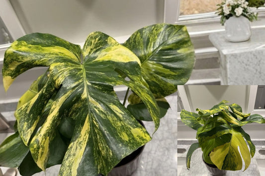 Monstera Marilyn Variegated Live Plant – Yellow & Green Aroid Houseplant
