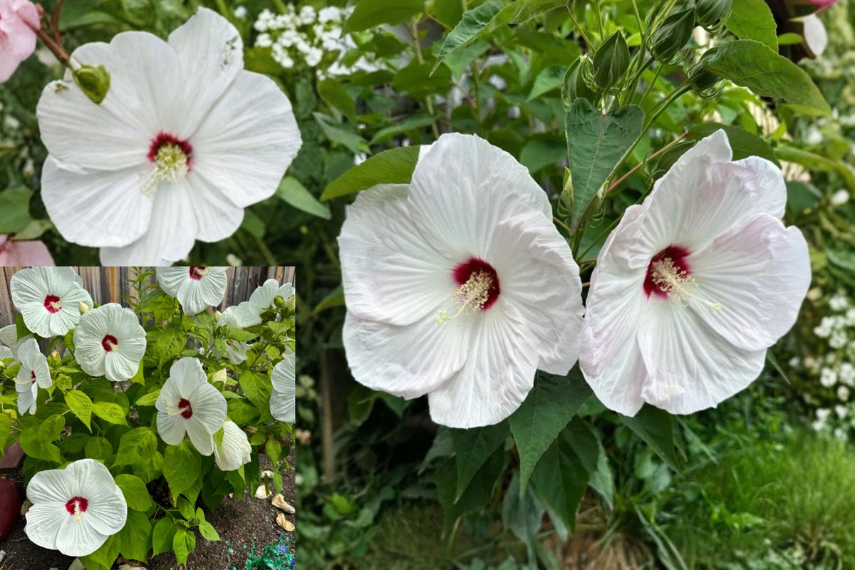 Luna White Hardy Hibiscus Live Plant – 4–6 Inches Tall