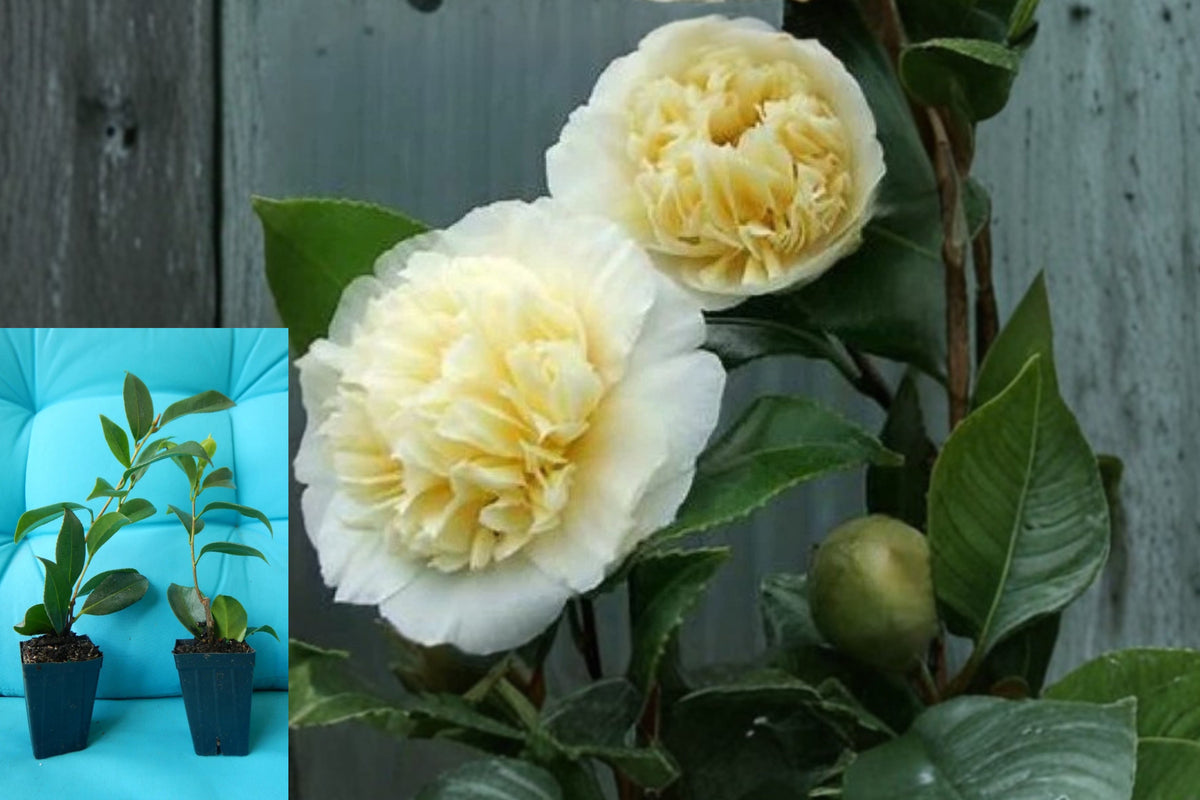 Jury’s Yellow Camellia Japonica Live Plant, Well-Rooted Starter Shrub in 3 Inch Pot, Evergreen Camellia