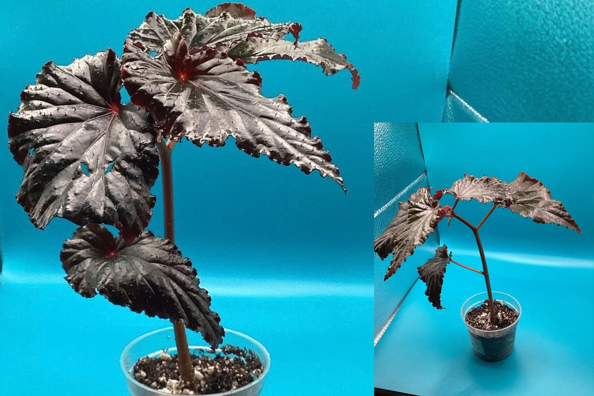 Black Magic Begonia Live Potted Plant – 1 Young Plant – Begonia