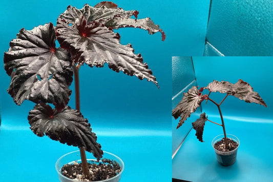 Black Magic Begonia Live Potted Plant – 1 Young Plant – Begonia