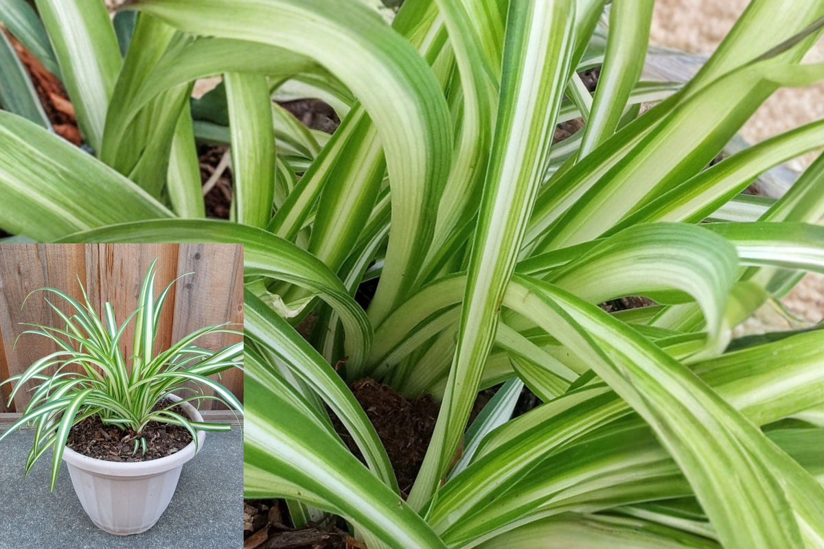 Variegated Spider Plant Pup, Chlorophytum Comosum, Green White Rooted Plant Baby, Bare Root Indoor Houseplant