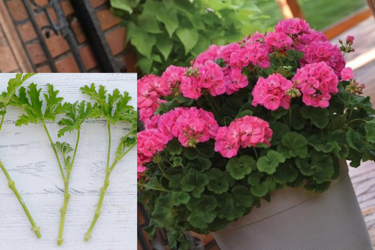 Patriot Bright Pink Geranium Cuttings, 2 Fresh 6 Inch Live Plant Stems, Flowering Geranium Starter for Pots and Gardens