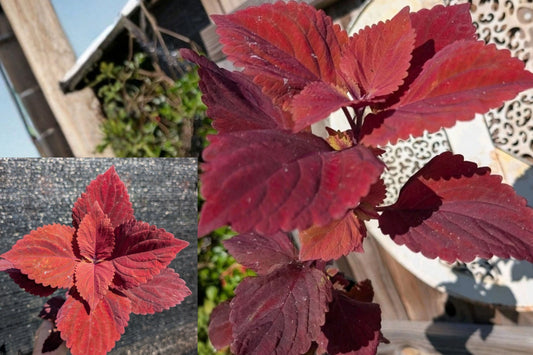 Red Head Coleus Live Plant – 1 Plant – 4" Pot – Burgundy Foliage