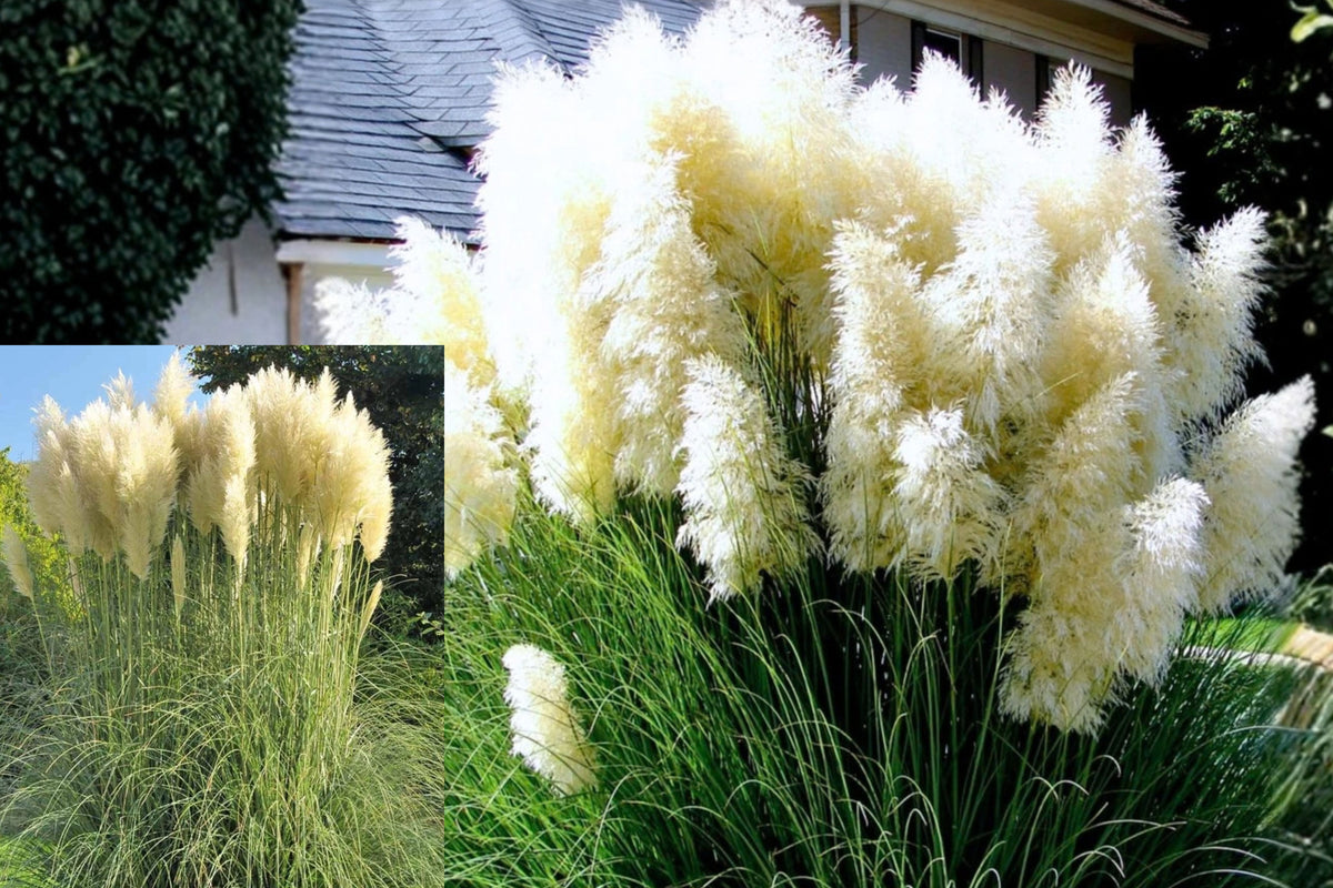 2 White Pampas Grass Live Plants – 5–9 Inch Fully Rooted Ornamental Grass