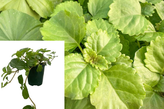 Creeping Charlie Live Plant, Green Trailing Foliage Houseplant, 4 Inch Plant, Indoor Container Garden Starter