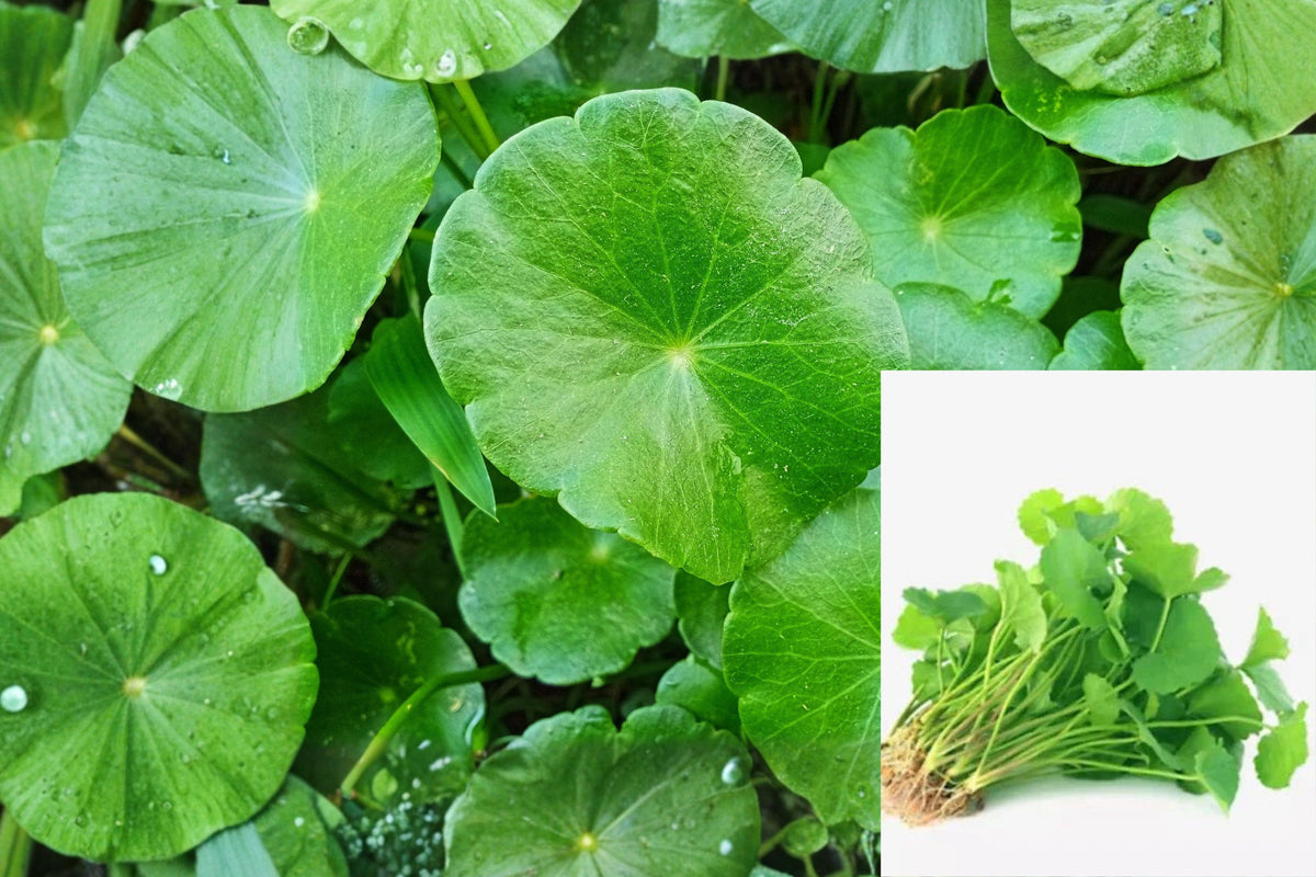 20 Gotu Kola Live Plants, Pennywort Bare Root Herb Plants, Ready to Plant, Tropical Ground Cover for Garden