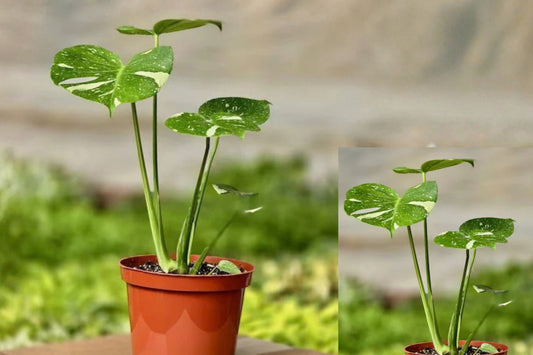 Monstera Thai Constellation Live Plant – 1 Plant – Size 4"