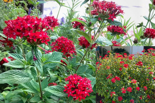Ruby Glow Pentas 2 Live Plants – 4–6 Inches Tall – Pentas lanceolata – No Pot