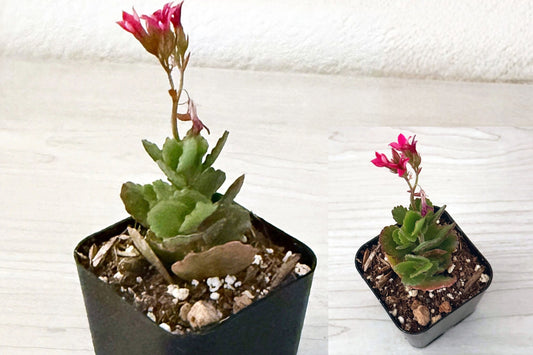 Flaming Katy Kalanchoe 1 Live Succulent Plant – Kalanchoe blossfeldiana – 2 Inch Pot