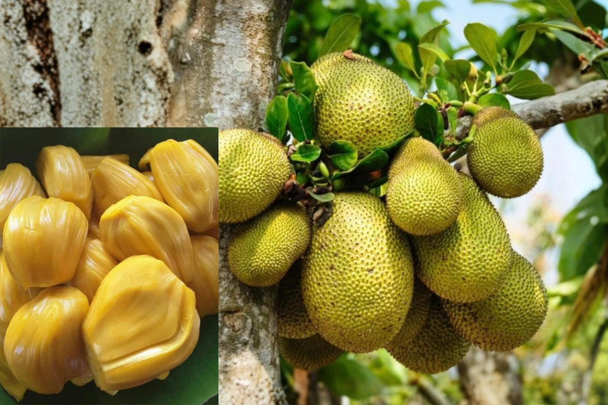 Jackfruit Live Plant – 4" Pot – 8–10" Tall – Artocarpus sp.