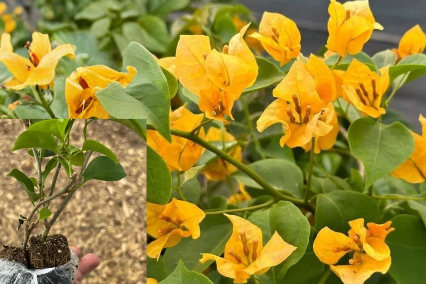 2 Gold Bougainvillea Live Plants – 4–6 Inch Starters – Bougainvillea